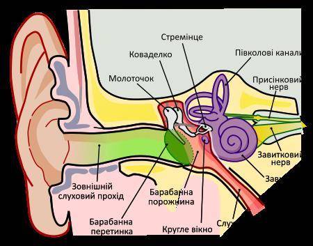 Як функції органу слуху пов'язані з його будовою?​