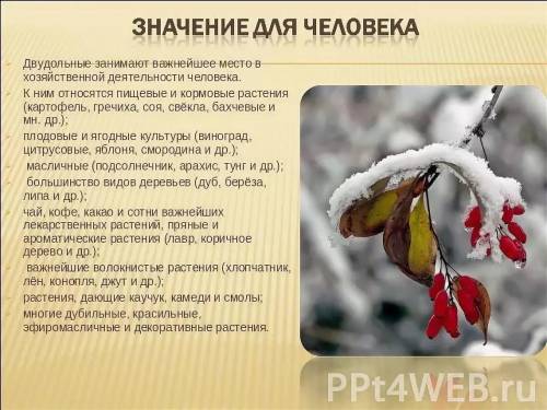 Используя интернет ресурсы подготовить сообщение на тему Значение класса однодольных в жизни челове