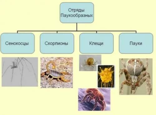 Многообразие паукообразных таблица 7 класс Заранее