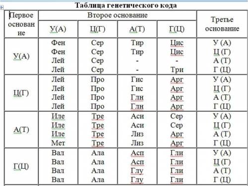 Фрагмент незрелой иРНК имеет следующую нуклеотидную последовательность: Ц-У-Ц-Г-Ц-А-А-Ц-Г-У-У-Ц-А-А-