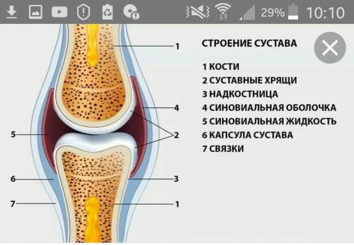 Из чего состоит сустав?