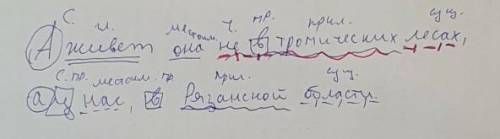 А живёт она не в тропических лесах, а у нас, в Рязанской области. В тропических лесах надо подчеркну