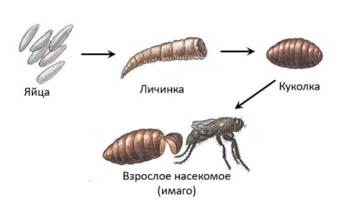 Предложите алгоритм определения типов онтогенеза​