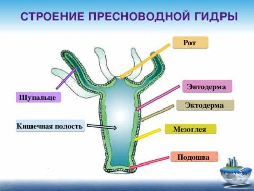 7 КЛАСС БИОЛОГИЯ Рассмотри рисунок Внеси цифру, которой обозначена мезоглея. ответ: