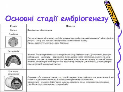 Етапи ембріогенезу людини