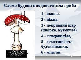 Дати розгорнуту відповідь на запитання (20 б.)14. Запитання. Охарактеризуйте будову грибів. Яке знач