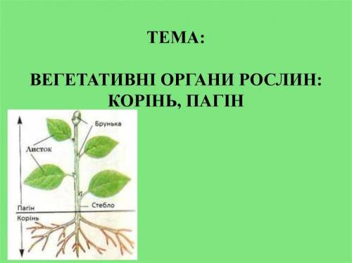 Укажіть вегатативний орган рослин а) квітка , б) насінина , в) пагін , г) плід.​