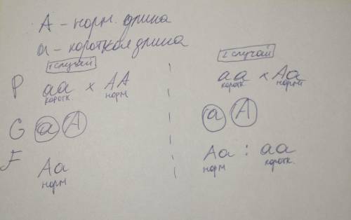 Часть В. Задачи. В1. Фрагмент цепи ДНК имеет следующую последовательность нуклеотидов: АГТ ТТА ГАА Т