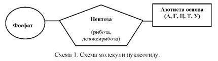 ХелпппВ состав нуклеотида не входит:А).пятиуглеродный сахар;Б).азотистое основание;В).остаток фосфор