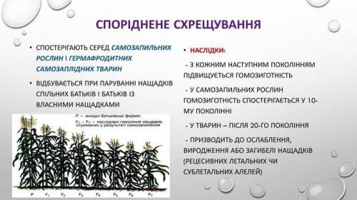 Чому біологічним наслідком спорідненого схрещування є послаблення або навіть виродження нащадків?