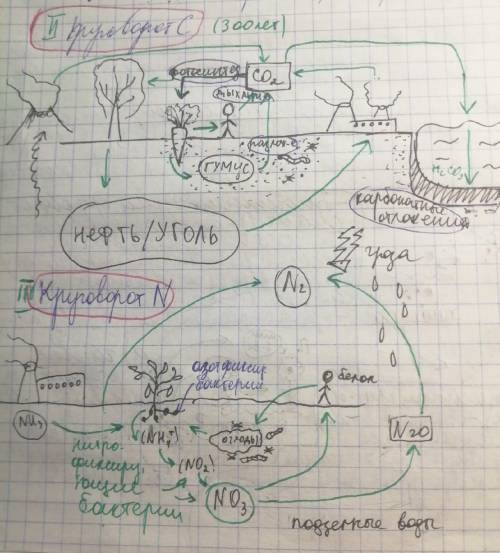 Биология. Составить химические схемы круговорота веществ (свои): С, Р, N, О, S, Н2О В виде генетичес