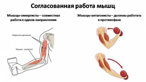 Мышцы, выполняющие одно и то же движение и мышцы противоположные друг другу по действию - это соотве