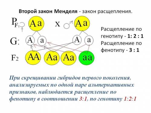 В каких случаях, при скрещивании чистых линий, фенотип гибридов первого поколения отличается от обеи