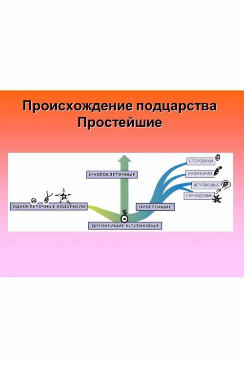 От кого произошли простейшие?