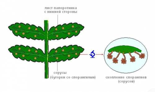 Строение папоротника​