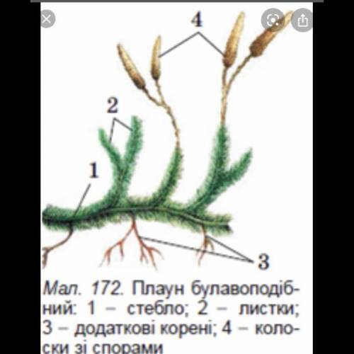 Скласти порівняльну характеристику схематичну Мохи та Хвощі