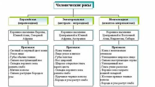 Чем расы отличаются друг от друга? ​