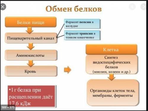 Изобразите в виде схемы процесс обмена белков от поступления их в организм с пищей (через образовани