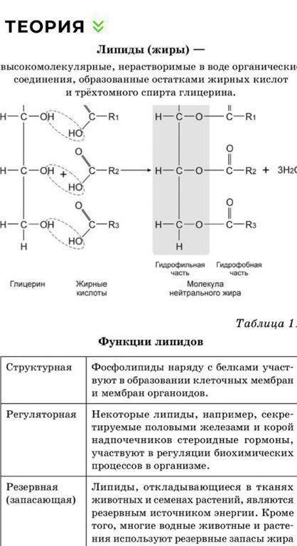 Будова і функції ліпідів​