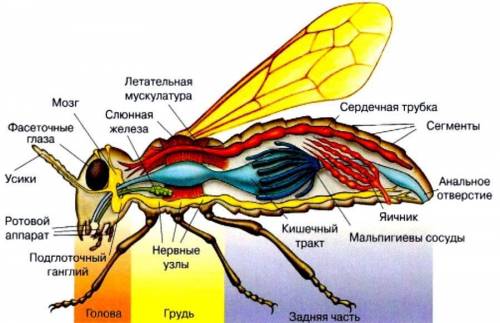 Выбери двух насекомых.По каким критериям оно похожи ,по каким двум критертям они отличаються?