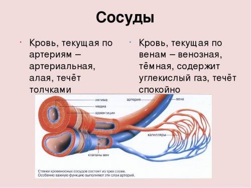 По яких сосудинах тече артерiальна кров?​