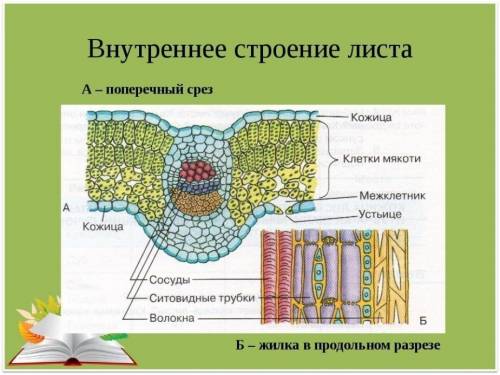 1)Что обозначено на рисунке цифрой 1? 2)Что обозначено на рисунке цифрой 2? Какую функцию выполняет