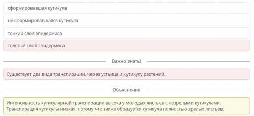 Транспирация через кутикулы молодых листьев березы 51%, а через устьица – 49% . транспирация в стары