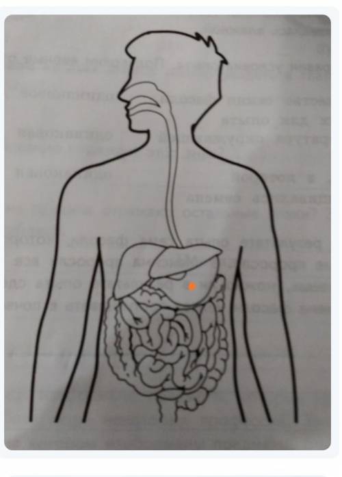 Подскажите где на картинке находится желудок?