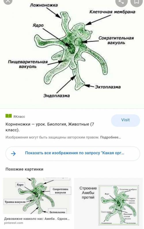 Какая органелла обозначена цифрой 5?