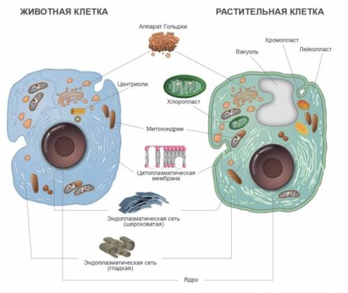 Подпишите название клетки:​