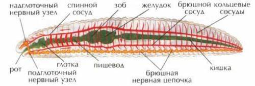 Стрение дождевого червя.​