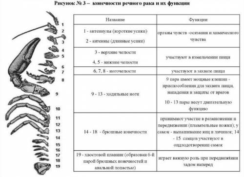 Изучите виды конечностей речного рака и заполните таблицу. ​