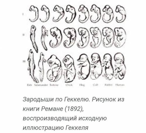 Какие примеры из ботаники и зоологии подтверждают положение биогенетического закона​