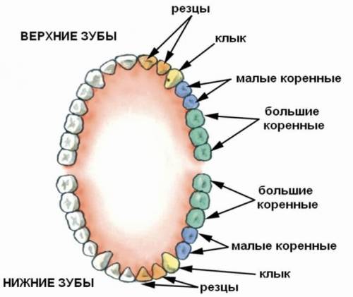 Рассмотрите верхний и нижний зубные ряды и определите виды зубов, особенности их внешнего строения и