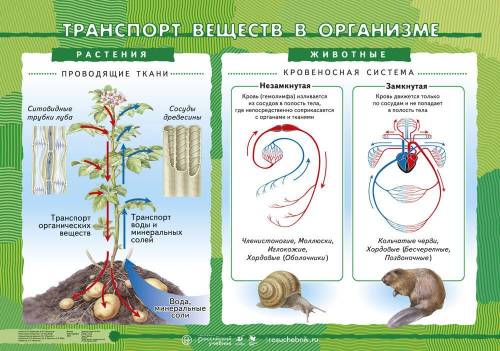 Дополните схему Транспорт веществ: