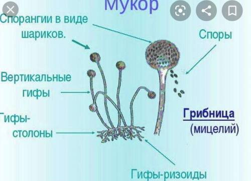 Отметьте форму и цвет спорангиев мукора