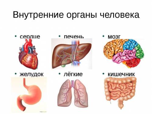 Напишите минимум 2 органа растений и два животных и человека.​