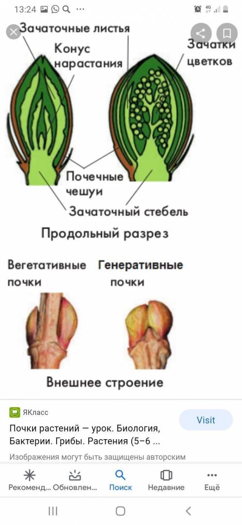 Пазушная почка на этом рисунке обозначена буквой (впиши букву кириллицей). 3. Запиши цифру, которой