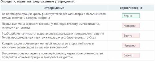 это Определи, верны ли предложенные утверждения. Утверждения Верно/неверно Во время фильтрации кровь