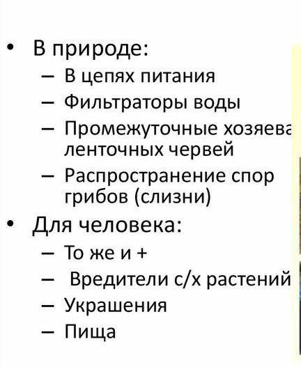 Примеры моллюсков значимых в природе