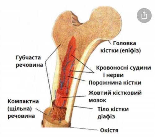 Напишите название частей кости,обозначенных цифрами