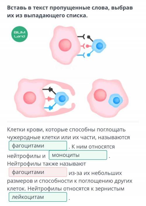 Определи, какие из описаний соответствуют зернистым лейкоцитам. 1. Представлены моноцитами и нейтроф