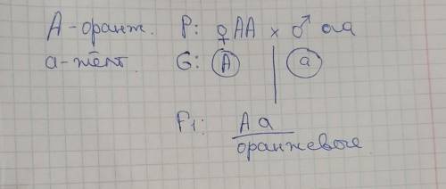 2. У моркови оранжевая окраска корнеплода доминирует над жёлтой. Гомозиготное растение с оранжевым к