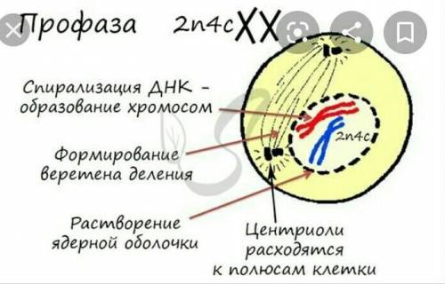 Опишите особенности профазы митоза по плану: - название фазы - хромосомный набор - процессы, протека