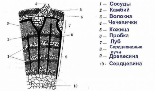 К какой ткани относятся клетки, отмеченеые на рисунке цифрой 8?