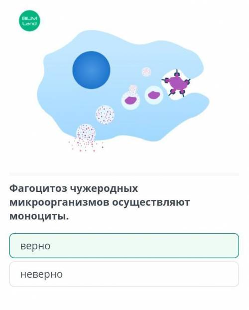 Фагоцитоз чужеродных микроорганизмов осуществляют моноциты.верноневерно​