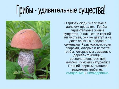 Рассказ на тему *Мир грибов на 10 предложений