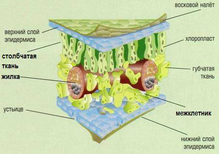 На рисунке показано внутреннее строение листа.