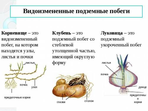 характеристики - внешнее строение и примеры все - корневищ, луковиц и клубней