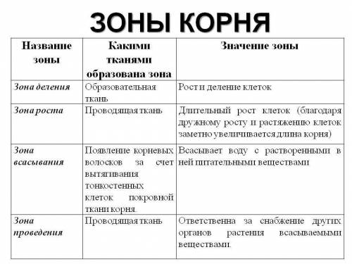 Заполните таблицу «Зоны корня». Графы по горизонтали: название зоны корня, строение клеток, функция